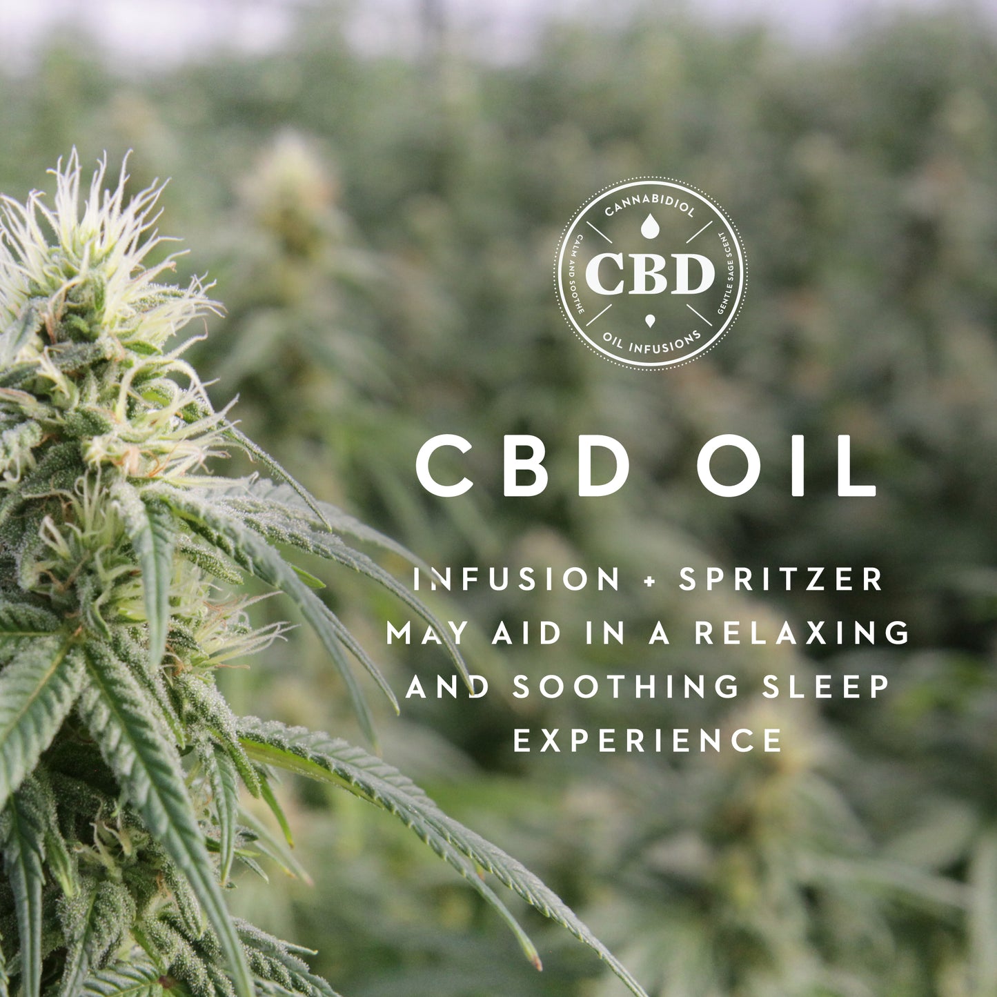 ZONED ACTIVEDOUGH™ + CBD OIL Pillow